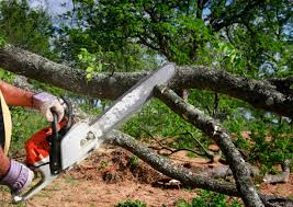 Professional Tree Removal and Landscaping Services in Newport, WA